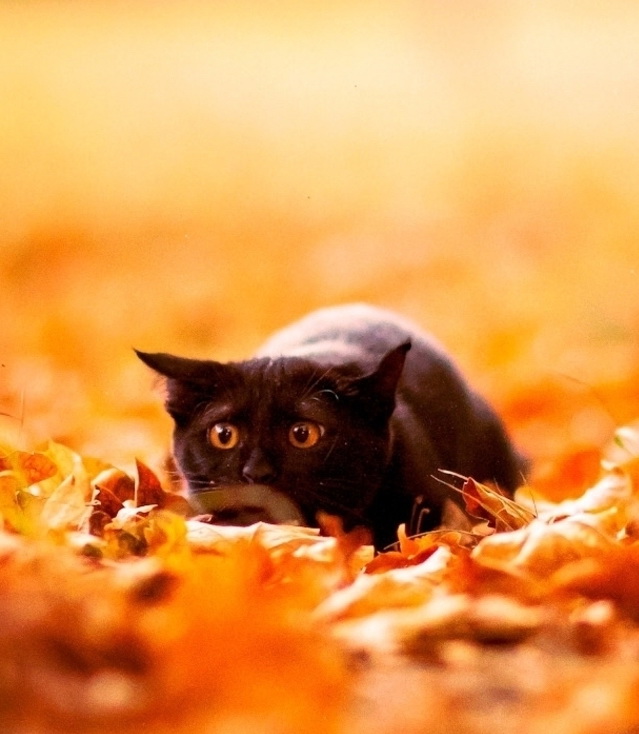 black cat in october