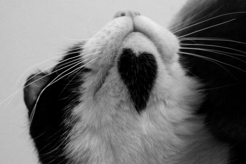 love heart cat