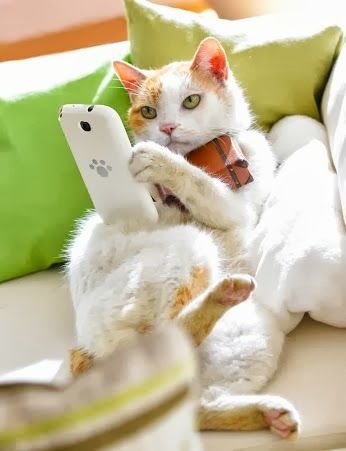 cat iphone