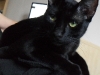 Motanul Ace - black cat