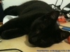 Motanul Ace - black cat