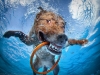 photo-of-dog-underwater-dagmar_chesapeakebayretriever_10years