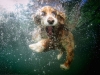 photo-of-dog-underwater-oshi_cockerspaniel_6years