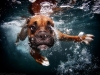 photo-of-dog-underwater-rex_boxer_3years