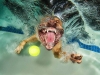 underwater-photos-of-dogs-fetching-their-balls-by-seth-casteel-1