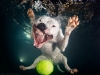 underwater-photos-of-dogs-fetching-their-balls-by-seth-casteel-10