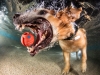 underwater-photos-of-dogs-fetching-their-balls-by-seth-casteel-2