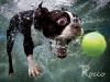 underwater-photos-of-dogs-fetching-their-balls-by-seth-casteel-5