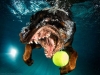 underwater-photos-of-dogs-fetching-their-balls-by-seth-casteel-6