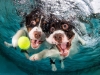 underwater-photos-of-dogs-fetching-their-balls-by-seth-casteel-8