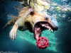 underwater-photos-of-dogs-seth-casteel-10