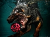 underwater-photos-of-dogs-seth-casteel-11