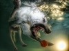 underwater-photos-of-dogs-seth-casteel-4