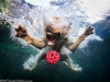 underwater-photos-of-dogs-seth-casteel-5