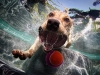 underwater-photos-of-dogs-seth-casteel-6