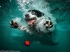 underwater-photos-of-dogs-seth-casteel-7