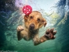 underwater-photos-of-dogs-seth-casteel-8