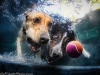 underwater-photos-of-dogs-seth-casteel-9