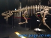 Dinozauri Giganti din Argentina