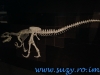 Dinozauri Giganti din Argentina