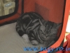 Expozitia Internationala Felina Starkatz 28-29 septembrie 2013