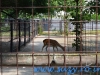Gradina Zoologica Bucuresti - iunie 2013