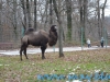 Gradina Zoologica Sibiu (10)