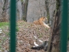 Gradina Zoologica Sibiu (11)