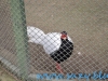 Gradina Zoologica Sibiu (21)