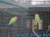 Gradina Zoologica Sibiu (23)