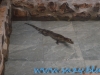 Gradina Zoologica Sibiu (26)