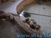 Gradina Zoologica Sibiu (30)
