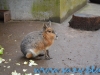 Gradina Zoologica Sibiu (32)