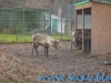 Gradina Zoologica Sibiu (34)