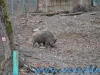 Gradina Zoologica Sibiu (38)