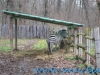 Gradina Zoologica Sibiu (6)