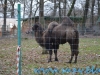 Gradina Zoologica Sibiu (7)