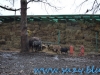 Gradina Zoologica Sibiu (9)