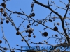 Parcul I.O.R. / Alexandru Ioan Cuza - Bucuresti