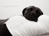 baby-bump-7