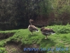 Regents Park (23)