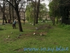 Regents Park (26)