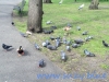 Regents Park (27)