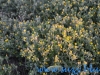 Rezervatia Naturala Vacaresti