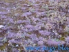 Rezervatia Naturala Vacaresti
