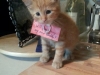 will-you-marry-me-cat