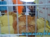 SofistiCat Aprilie 2015
