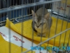SofistiCat Aprilie 2015