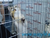 SofistiCat Aprilie 2015