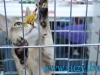 SofistiCat Aprilie 2015
